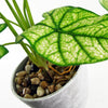 Artificial Plant Taro in Decorative Planter