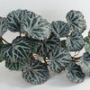 Artificial Hanging Trailing Plant Begonia Plant