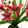 Artificial Orchid Black Ceramic Planter Dark Pink 50cm