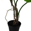 Artificial Monstera Plant Twisted Cheese Plant 65cm UK