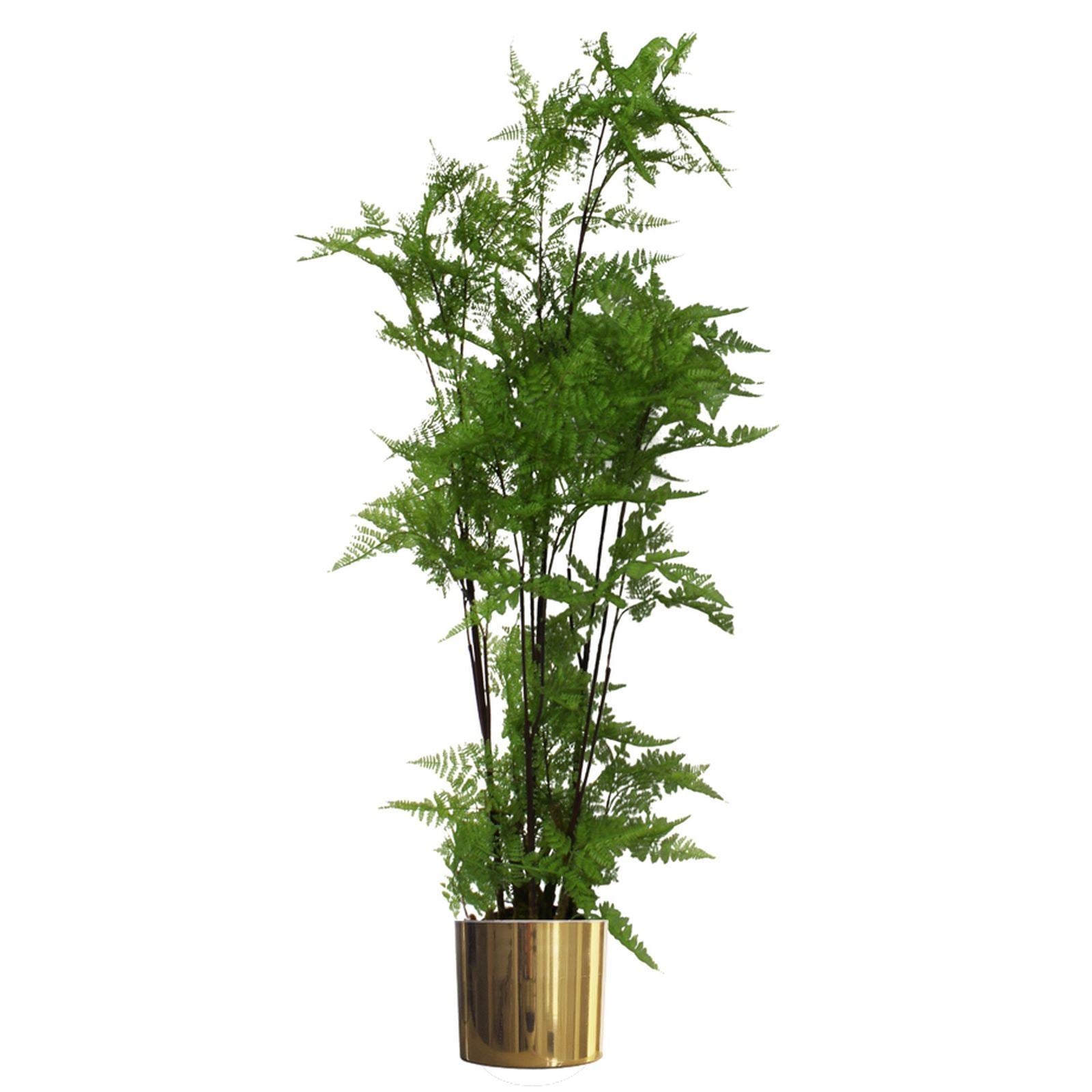 Artificial Look Moss Fern Gold Planter 150cm Leaf