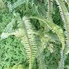 Artificial Green Wall Fern Large