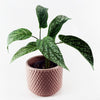 Artificial S Plant in Planter