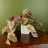 30cm Artificial Pink Caladium Trailing Plant