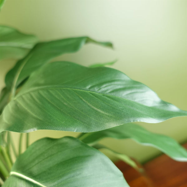 Spathiphyllum White Lily 60cm