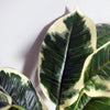 Artificial Pothos Variegated Plant Planter 40cm