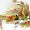 30cm Artificial Pink Caladium Trailing Plant