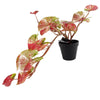 Artificial Hanging Plant Pink Splash Caladium