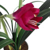 Artificial Amarylis Plant Flowers Plant Pink